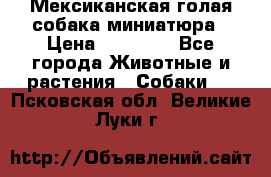 Мексиканская голая собака миниатюра › Цена ­ 53 000 - Все города Животные и растения » Собаки   . Псковская обл.,Великие Луки г.